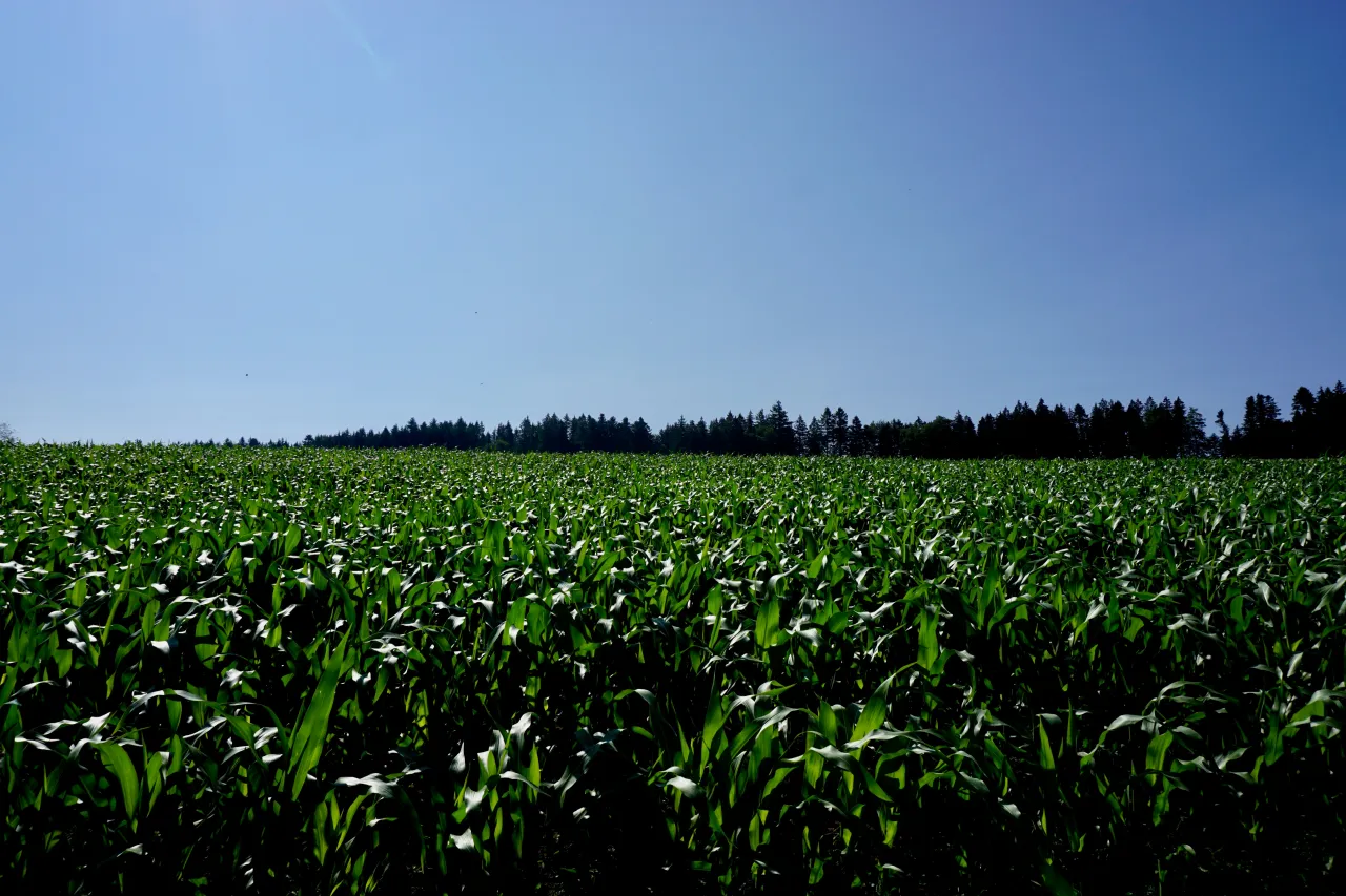 Jak skutecznie wykorzystać bacara trio w ochronie roślin?