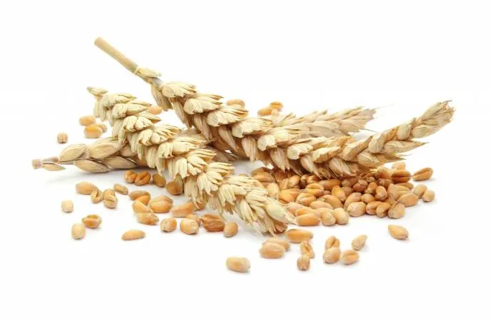 Czy orkisz ma gluten? Dowiedz się, dlaczego nie jest bezpieczny dla Ciebie