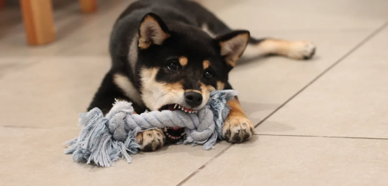 Kiedy szczeniak przestaje wszystko gryźć? Oto co musisz wiedzieć