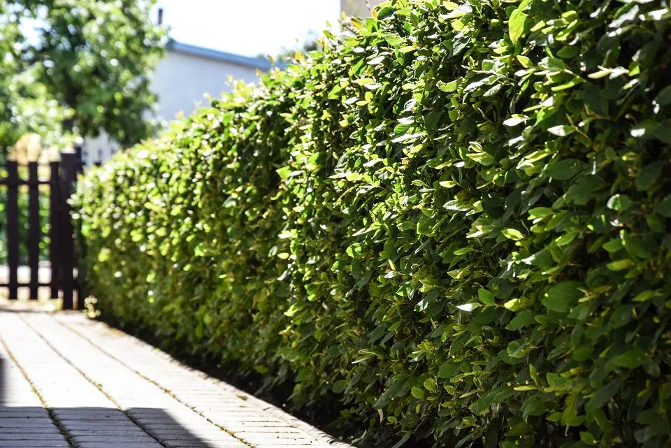 Z czego żywopłot zimozielony? Poznaj najlepsze rośliny na żywopłot