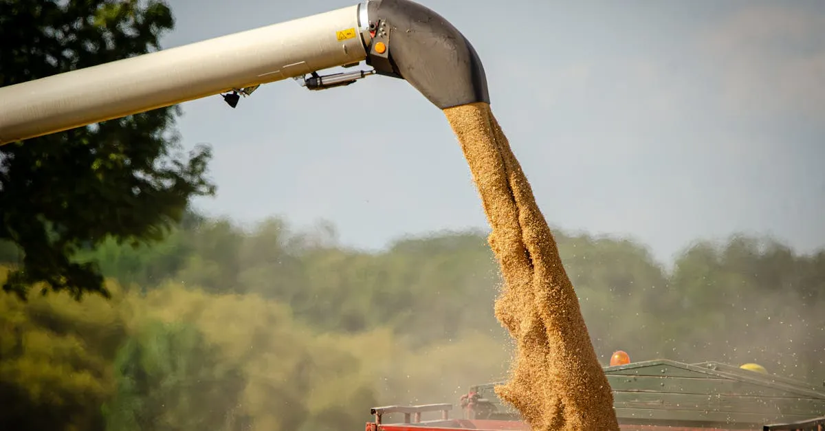 Zboże na pniu: Jakie są ryzyka pożaru i jak zapewnić bezpieczeństwo?