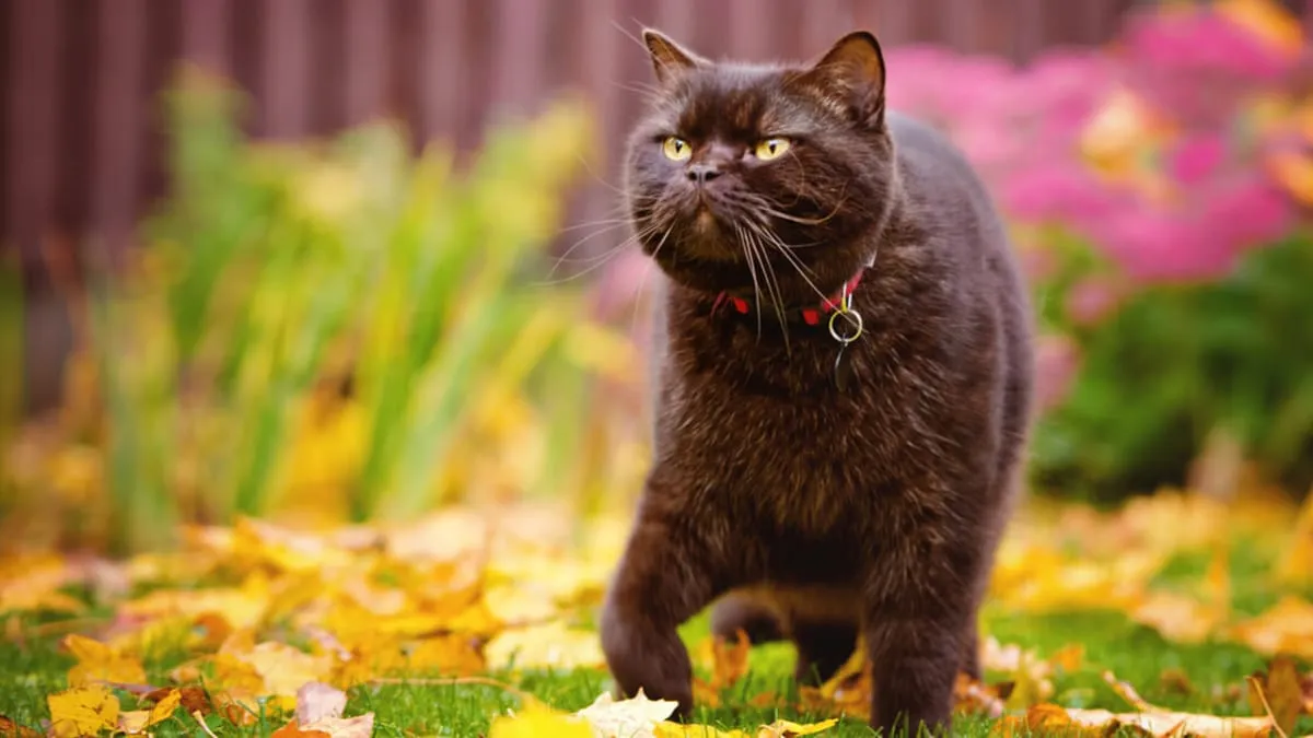 Jak zrobić obrożę dla kota: proste kroki i bezpieczne materiały