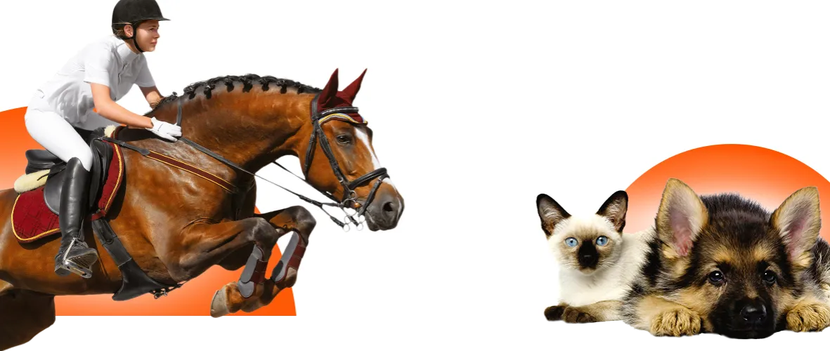 Fair Play jeździectwo - poznaj markę, która zmienia oblicze jazdy konnej