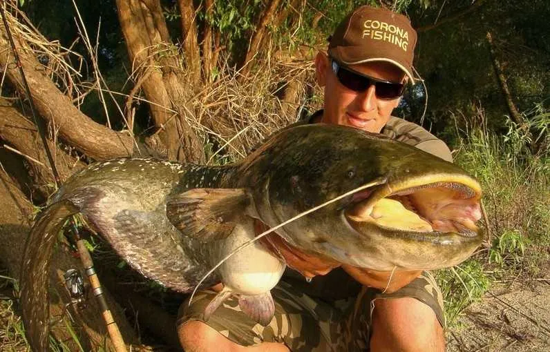 Jak złowić suma na spinning: skuteczne techniki i przynęty, które działają