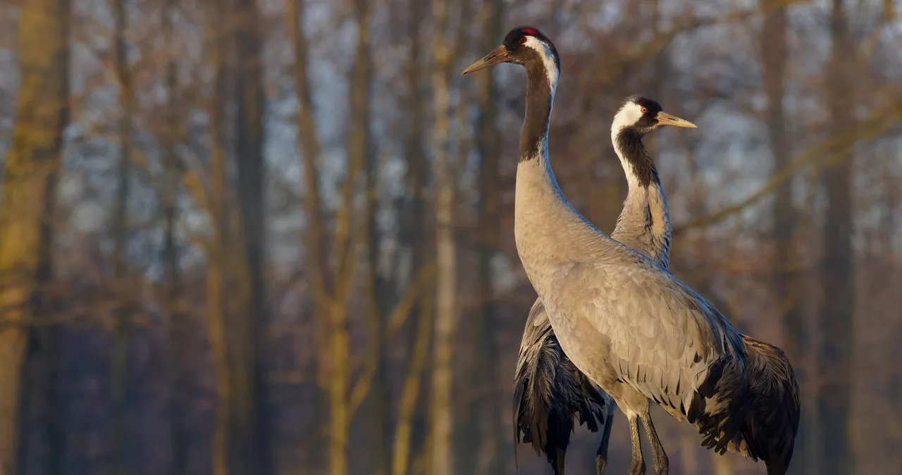 Taniec żurawia co oznacza i jakie ma znaczenie w kulturze Taniec żurawia co oznacza i jakie ma znaczenie w kulturze