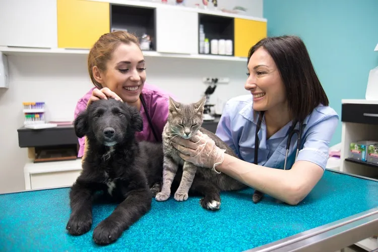 Ile kosztuje odrobaczenie psa u weterynarza? Sprawdź ceny i czynniki wpływające na koszt