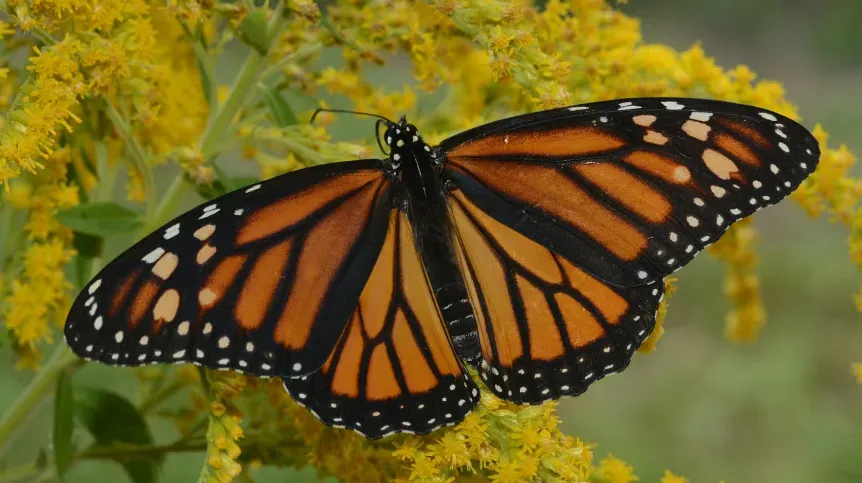Motyl czy gołąb - rozwiąż krzyżówkę i poznaj skrzydlate tajemnice