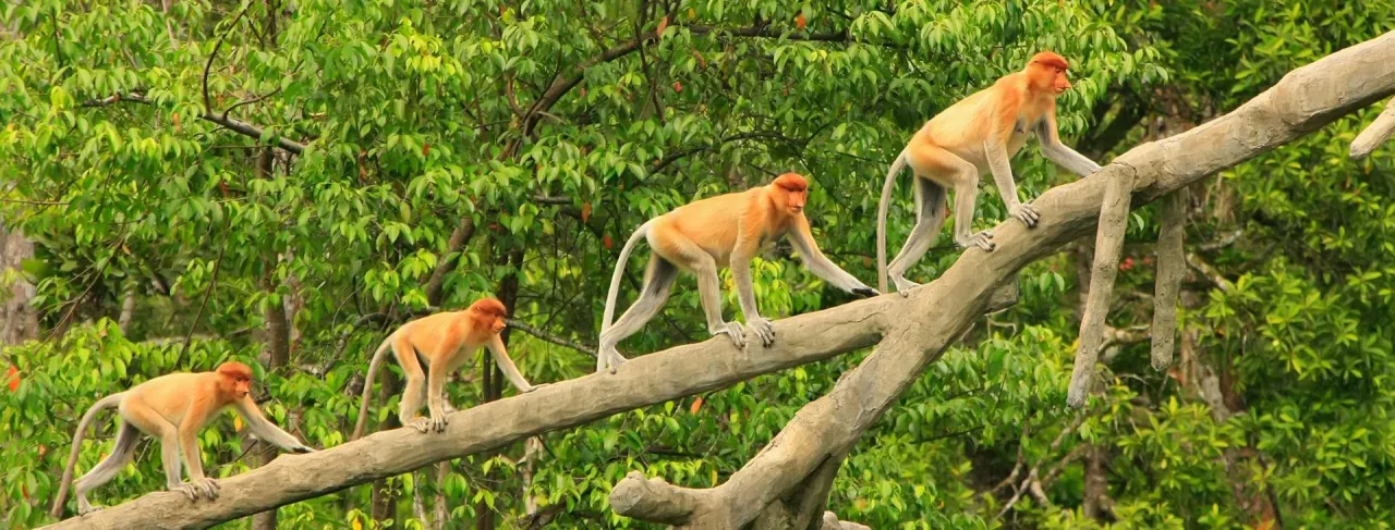 Atrakcje Malezja: Odkryj niezwykłe miejsca, które musisz zobaczyć