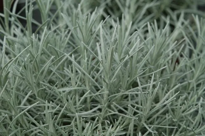 Jak rośnie curry? Odkryj sekrety uprawy i pielęgnacji roślin