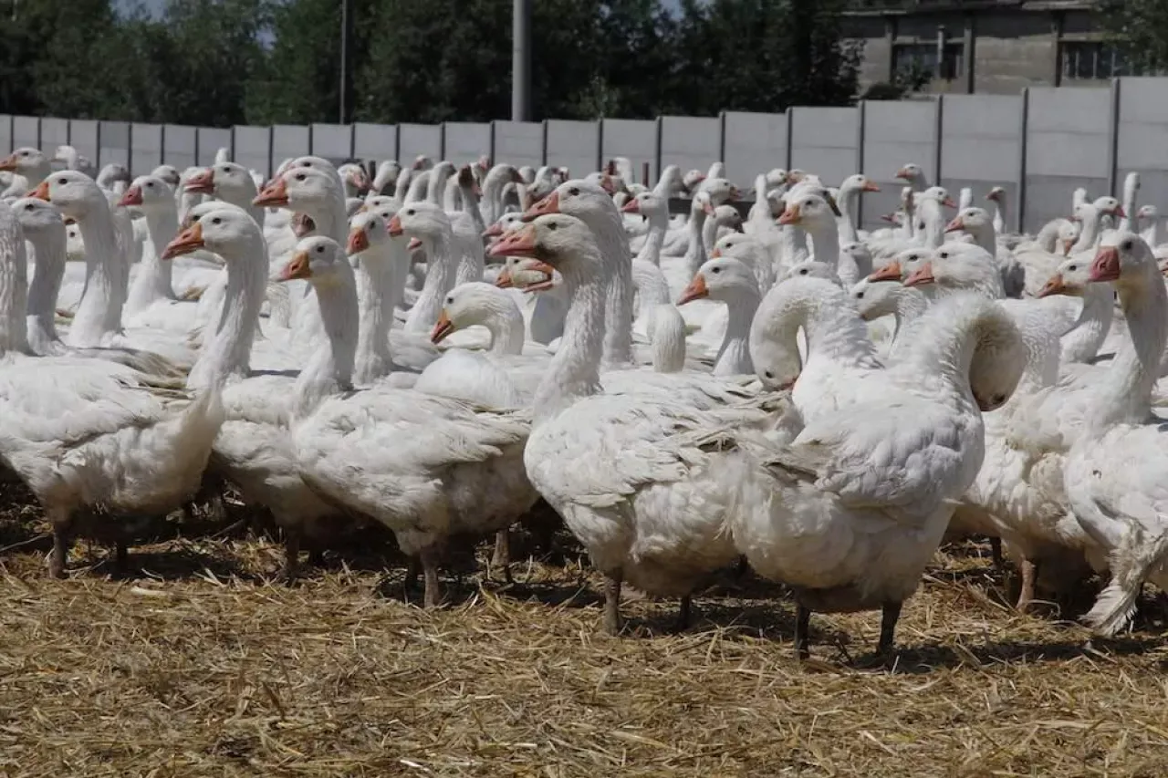 Jak otrzymać dopłaty do gęsi: kompleksowy proces uzyskania wsparcia dla hodowców