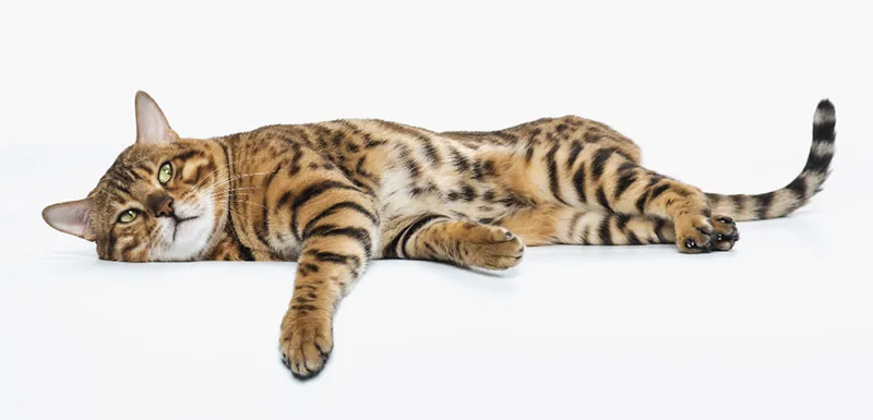 ¿Cuánto puede durar un gato? Factores que afectan su vida y salud ¿Cuánto puede durar un gato? Factores que afectan su vida y salud