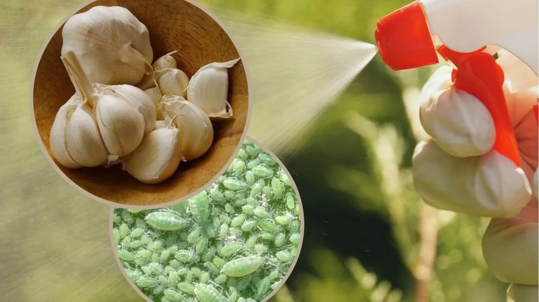 Skuteczne sposoby czym opryskiwać czosnek - naturalna ochrona przed szkodnikami