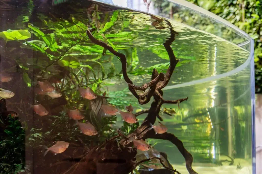 Mętna woda w akwarium: 5 przyczyn i skuteczne rozwiązania