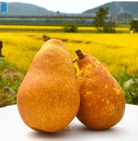 Gruszka generał: Odmiana gruszy i historia generała Edwarda Gruszki