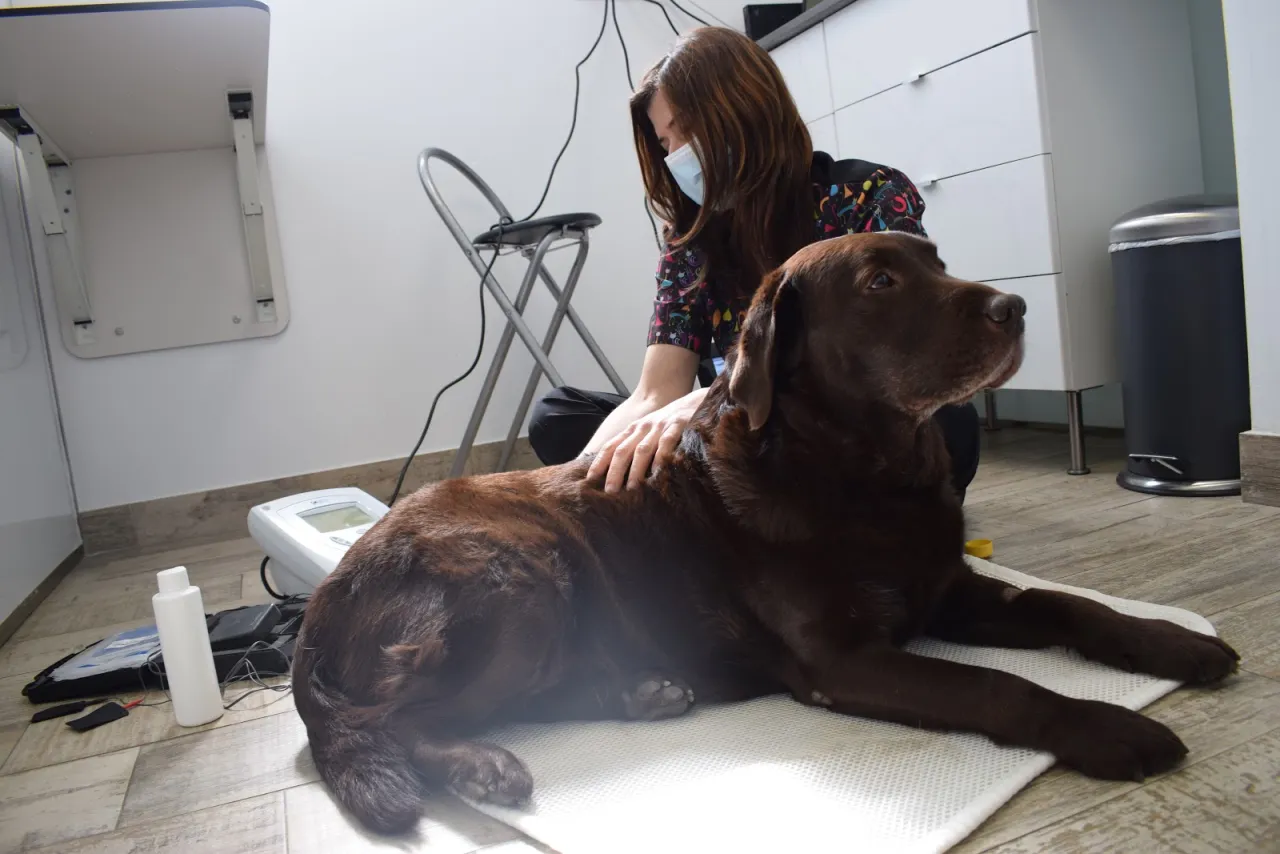 Norte Veterinarios: Atención de calidad para la salud de tu mascota